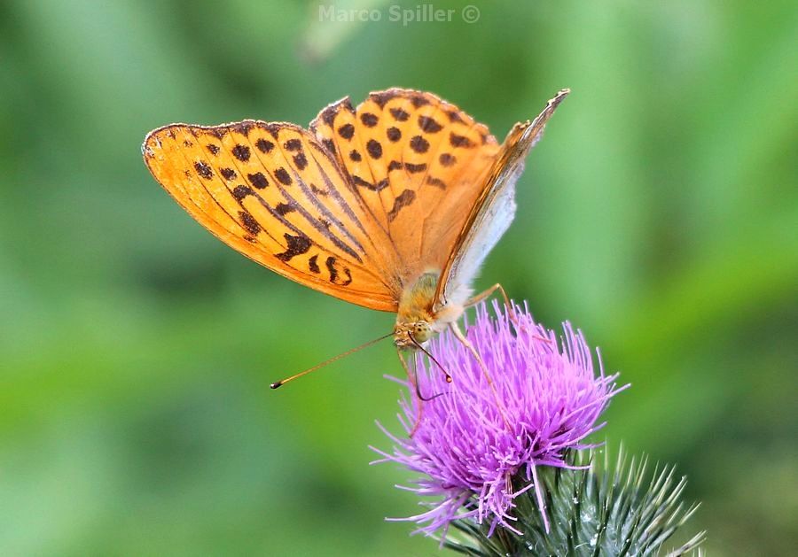 Argynnis paphia